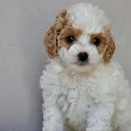Luna - White female Cavapoo puppy in Vineyard, Utah from Pitter Patter Puppies
