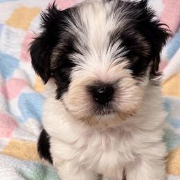 Parti boy  boots - Parti male Yorkipoo puppy in Gastonia, North Carolina from Banks Dynasty Kennel