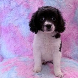 Miss. Oreo - Black and white female Cavapoo puppy in Knoxville, Tennessee from Rocky Top Cavapoos