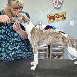 Whippet Puppies from Sonsteby