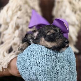 Fern - Sable female Poodle puppy in Springfield, Oregon from Valaurah Farms
