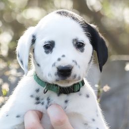 Boy 1 - Dalmatian puppy in Cottage Grove, Oregon from Hidden Hills Dalmatians