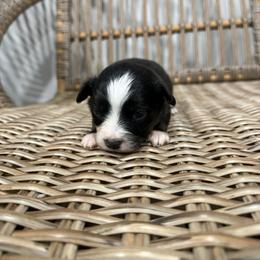 Culley - Black tri male Toy Australian Shepherd puppy in Puryear, Tennessee from A&W Toy Aussies