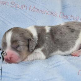 Dapple pie - Piebald male Dachshund puppy in Seminary, Mississippi from Down South Mavericks Dachshunds