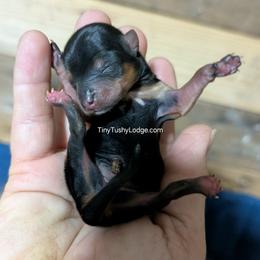 AKC traditional female - Blue and gold female Yorkshire Terrier puppy in Greencastle, Indiana from Tiny Tushy Lodge