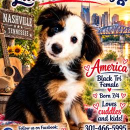 America - Black tri female Miniature Australian Shepherd puppy in Nashville, Tennessee from Little B’s Aussies