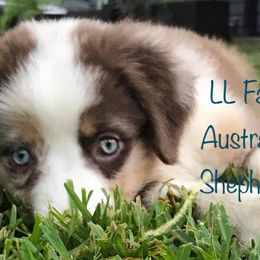 Australian Shepherds from LL Farm Australian Shepherds