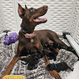 Doberman Pinschers from KJC Champion Kanines