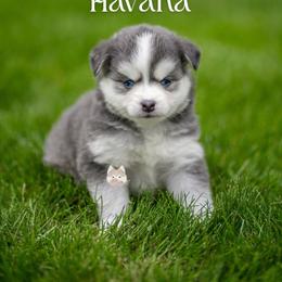 Havana - Blue female Pomsky puppy in San Mateo, California from The Pomsky Garden