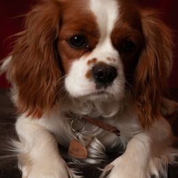 Rue - Cavalier King Charles Spaniel