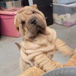 Brown collar - Fawn female Chinese Shar-Pei puppy in Wellington, Ohio from Shine Shar-Pei