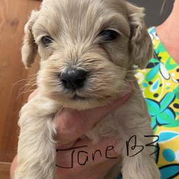 Jane B2 - Buff male Cockapoo puppy in Haines City, Florida from Camic Cockapoos