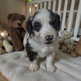 Mark - Blue merle male Miniature Australian Shepherd puppy in Placerville, California from JRW COLDSPRINGS MINI AUSSIE’S