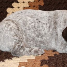 German Shorthaired Pointer Puppies from GLC Pointers