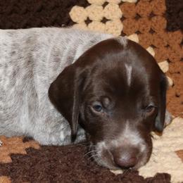 German Shorthaired Pointer Puppies from GLC Pointers