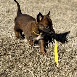 Leopard - Fawn male Belgian Malinois puppy in Briggs, Texas from Madhouse’s Belgian Malinois and German Shepherds