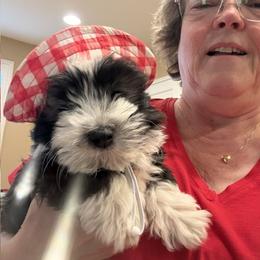 Havanese Puppies from Cielo Havanese