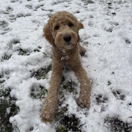 Goldendoodle All Grown Up from Dawnie’s Doodles