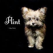 Flint - Brown male Mi-Ki puppy in Elizabeth, Colorado from Royal T Mi-Kis