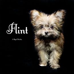 Flint - Brown male Mi-Ki puppy in Elizabeth, Colorado from Royal T Mi-Kis