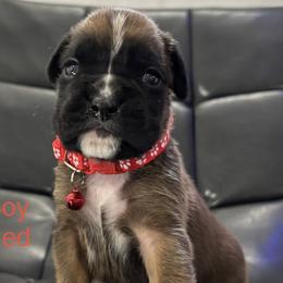 Scout - Fawn male Boxer puppy in Cicero, New York from MK Boxer Haven of CNY