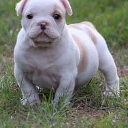 American Bulldog, French Bulldog, and Shorty Bull Puppies from Bingham's Bulldogs LLC