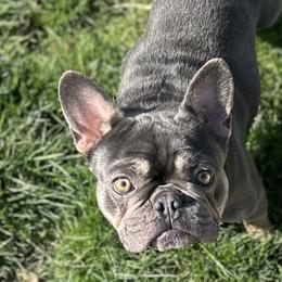 Female - Blue French Bulldog puppy in Camp Sherman, Oregon from Frenchies Of Central Oregon