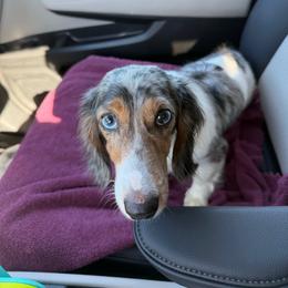 Maggie Moon Pie - Dachshund