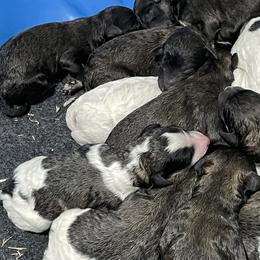 Labradoodle and Poodle Puppies from Top Knot Companions Poodles and Labradoodles