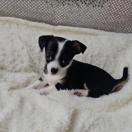 Posie - Black and white female Chihuahua puppy in Decatur, Illinois from Petite Pups