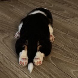Cardigan Welsh Corgi Puppies from LoneStar Cardigan Welsh Corgis