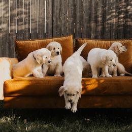 Golden Retriever Puppies from Rosemary Goldens