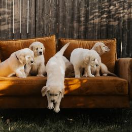 Golden Retriever Puppies from Rosemary Goldens