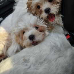 Shichon Puppies from Megen D Conroy