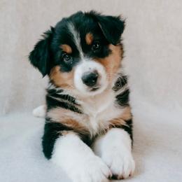 Chesapeake(Chessie) - Black tri-color female Australian Shepherd puppy in Aberdeen, North Carolina from Huckleberry Hill Aussies LLC.