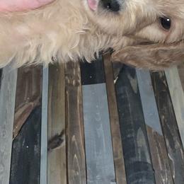 Goldendoodles and Poodles from Posh Poodles and Doodles