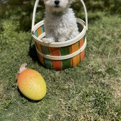 Bolognese Puppies from Mesilla Valley Bolognese