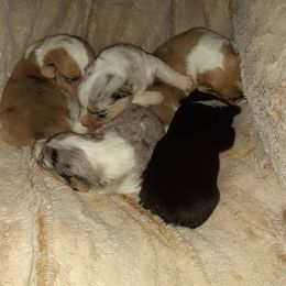 Pembroke Welsh Corgi Puppies from Shells Sunshine Corgis