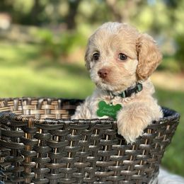 Ziti - Cream female Cockapoo puppy in Palm Beach County, Florida from Benji’s Cockapoos