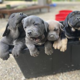 Cane Corso puppies from Loch and Spruce Cane Corso