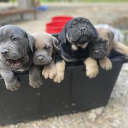 Cane Corso puppies from Loch and Spruce Cane Corso
