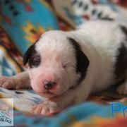 Pringle - White male Tornjak puppy in Albright, West Virginia from Pine Spring Farm