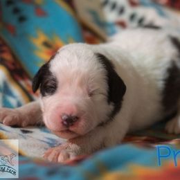 Pringle - White male Tornjak puppy in Albright, West Virginia from Pine Spring Farm