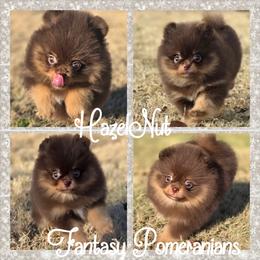 HazelNut - Chocolate and tan male Pomeranian puppy in Anna, Texas from Fantasy Pomeranians & Fantasy Aussies