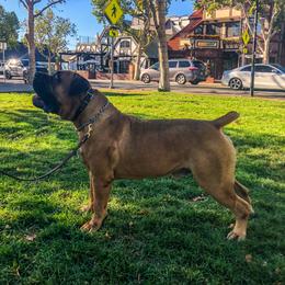 Apollo - Boerboel