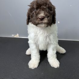 Poodle Puppies from Magnolia Scarlette Poodles