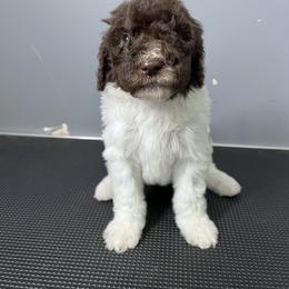 Poodle Puppies from Magnolia Scarlette Poodles