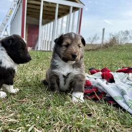 Shetland Sheepdog Puppies from Lexy's Shetland Sheepdogs