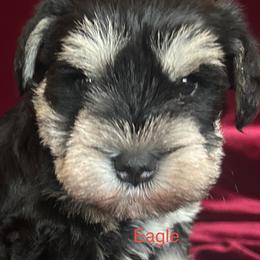 Eagle-Girl  3 - Black and silver female Miniature Schnauzer puppy in Granville, Ohio from Shull Mini Schnauzers