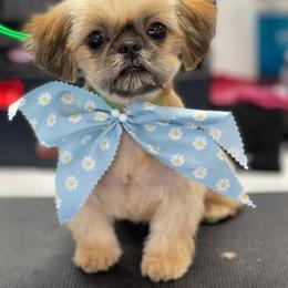 Shih Tzus from House of Zen Shihtzus